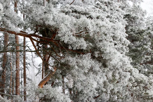 Conifer Branches Close Needles Covered White Frost Blurred Background Winter — Stock Photo, Image