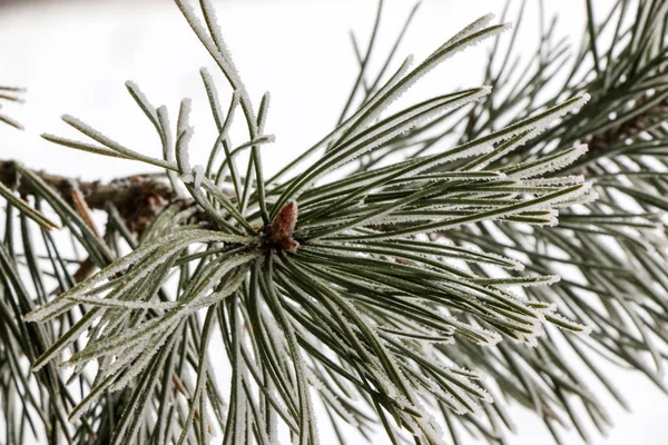 针叶树的枝条靠近在模糊的背景上 用覆盖着白霜的针头 阳光下的冬日风光 选择性对焦 — 图库照片