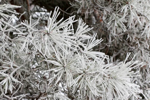 Větve Jehličnanů Zblízka Jehlami Bílá Námraza Rozostřeného Pozadí Zimní Krajina — Stock fotografie