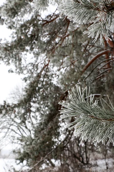 Conifer branches close up with needles covered with white frost on blurred background. — Stock Photo, Image