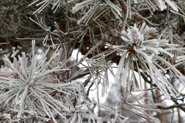Ветки хвойных деревьев закрываются иглами, покрытыми белым морозом, на размытом фоне . — стоковое фото