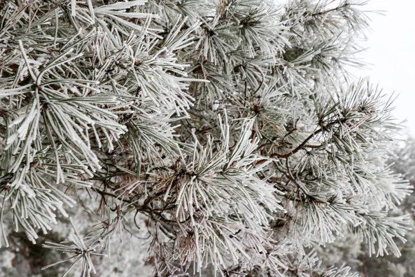 Bulanık arka plan üzerinde beyaz buz kaplı iğneler ile kozalaklı dalları yakın çekim. — Stok fotoğraf
