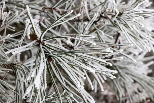 Ветки хвойных деревьев закрываются иглами, покрытыми белым морозом, на размытом фоне . — стоковое фото