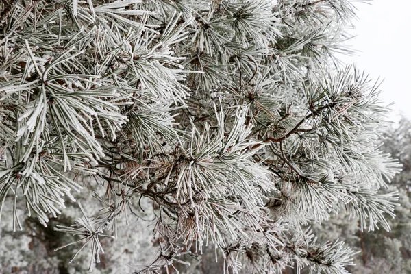 Las ramas de coníferas se cierran con agujas cubiertas con escarcha blanca sobre fondo borroso . — Foto de Stock