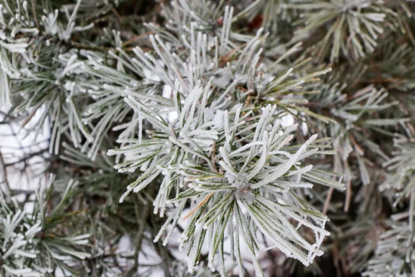 Conifer branches close up with needles covered with white frost on blurred background. — Stock Photo, Image