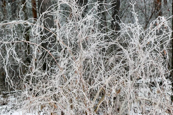 Las ramas invernales de los árboles en la escarcha sobre el fondo —  Fotos de Stock