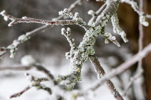 Winterzweige von Bäumen im Raureif auf dem Hintergrund — Stockfoto