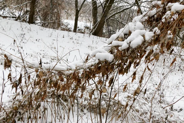 Les branches d'hiver des arbres dans le givre sur le fond — Photo