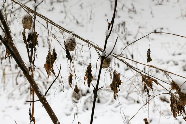 Winterzweige von Bäumen im Raureif auf dem Hintergrund — Stockfoto