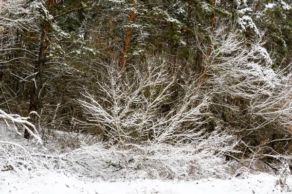Зимові гілки дерев у калюжі на фоні — стокове фото