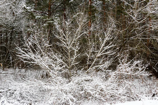 背景に霜の木の冬の枝 — ストック写真