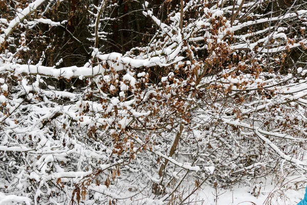Winterzweige von Bäumen im Raureif auf dem Hintergrund — Stockfoto