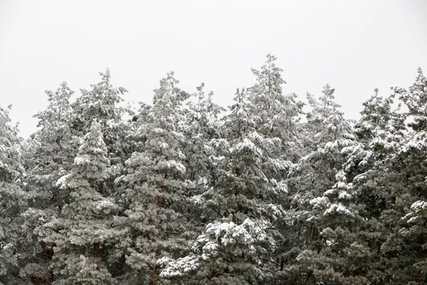 Besneeuwde dennenbossen in de natuur tijdens sneeuwstorm — Stockfoto