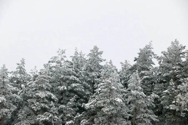 Besneeuwde dennenbossen in de natuur tijdens sneeuwstorm — Stockfoto