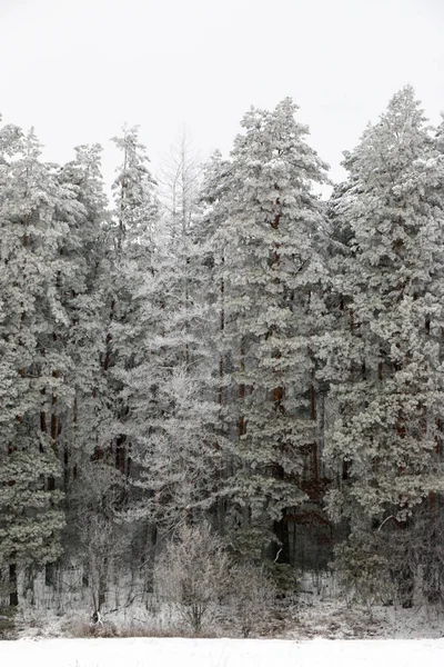 Bosque de pinos cubierto de nieve en la naturaleza durante la tormenta de nieve —  Fotos de Stock