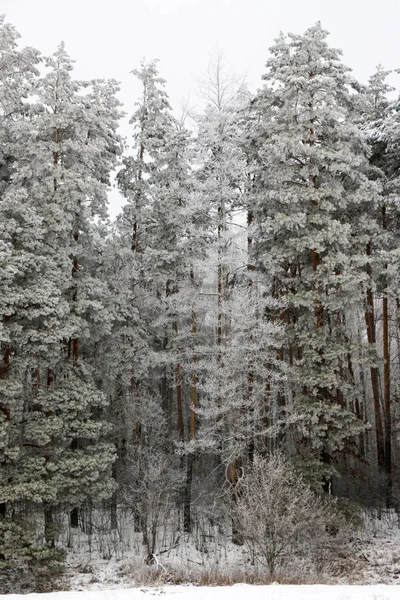 Bosque de pinos cubierto de nieve en la naturaleza durante la tormenta de nieve —  Fotos de Stock