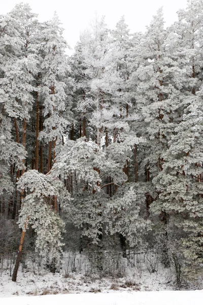 Bosque de pinos cubierto de nieve en la naturaleza durante la tormenta de nieve —  Fotos de Stock