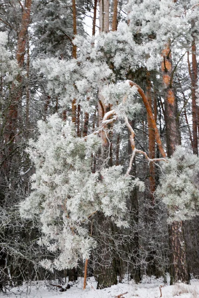 Neve coberto floresta de pinheiros na natureza durante tempestade de neve — Fotografia de Stock