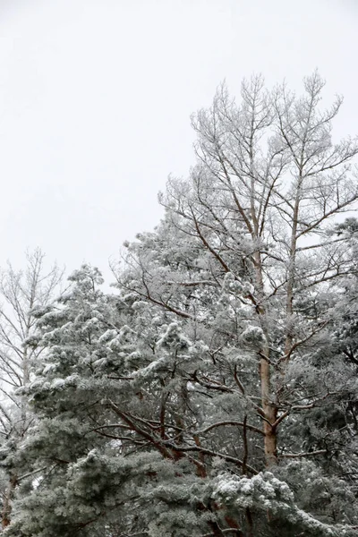 Bosque de pinos cubierto de nieve en la naturaleza durante la tormenta de nieve —  Fotos de Stock