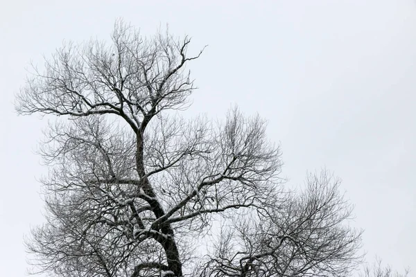 Winter branches of trees in hoarfrost on background — Stock Photo, Image