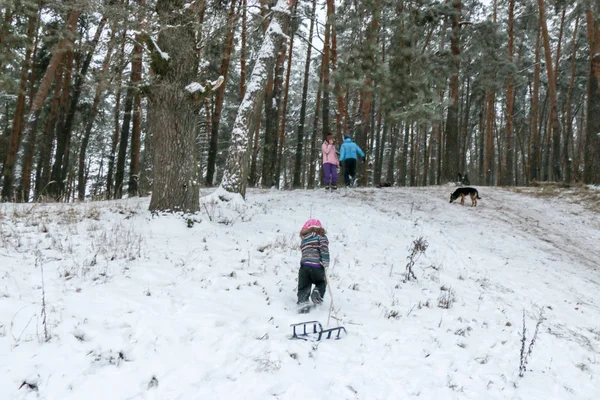 Den Lille Jenta Klatrer Opp Fjell Med Sleder Gjennom Snøen – stockfoto