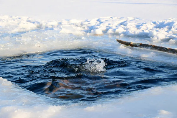 A young man is preparing to dive into the ice hole. Winter, cold, open water. — Stock Photo, Image