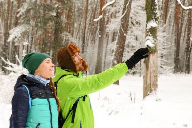 İnsanlar kışın ormanda yürürler. Bir sürü kar, muhteşem doğa. Erkek ve kız. Genç çift, doğada yürür. Dostlar güzel çam ormanının tadını çıkarın. Büyük portreler, mutlu yüz, gülümseme, düşen kar taneleri.