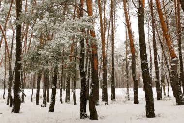 kar kar fırtınası sırasında çam ağacı orman doğa kaplı. Ukrayna Sumy bölgesi, Shostka