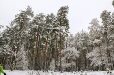 kar kar fırtınası sırasında çam ağacı orman doğa kaplı. Ukrayna Sumy bölgesi, Shostka