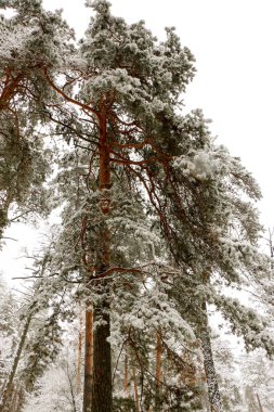 kar kar fırtınası sırasında çam ağacı orman doğa kaplı. Ukrayna Sumy bölgesi, Shostka