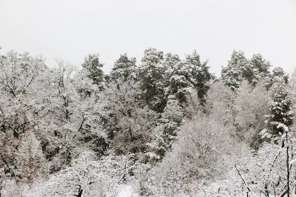 Bosque Pinos Cubierto Nieve Naturaleza Durante Tormenta Nieve Ucrania Región —  Fotos de Stock