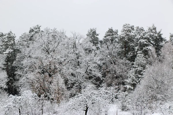 Bosque Pinos Cubierto Nieve Naturaleza Durante Tormenta Nieve Ucrania Región —  Fotos de Stock