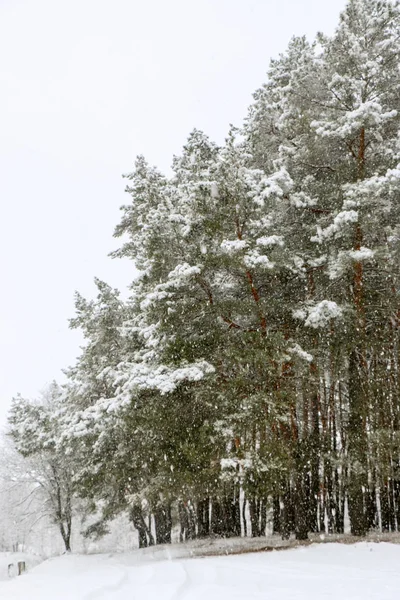 Sneeuw Bedekt Dennenbos Natuur Tijdens Een Sneeuwstorm Oekraïne Sumy Regio — Stockfoto
