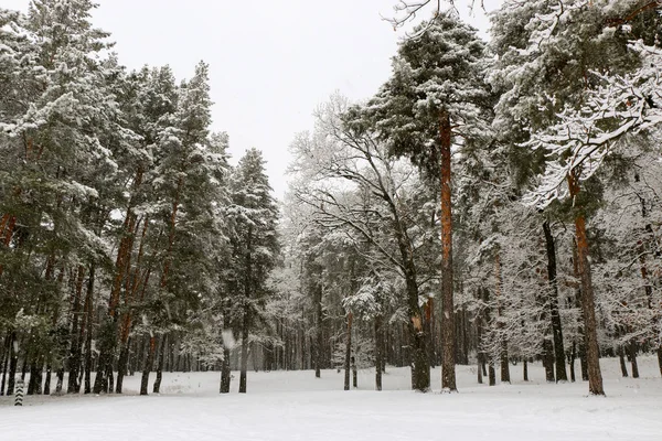 Bosque Pinos Cubierto Nieve Naturaleza Durante Tormenta Nieve Ucrania Región —  Fotos de Stock