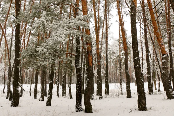 Bosque Pinos Cubierto Nieve Naturaleza Durante Tormenta Nieve Ucrania Región — Foto de Stock