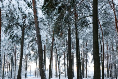 Kar fırtınası sırasında doğada çam ağacı ormanları karla kaplanır. Işık, gün batımı Ukrayna, Sumy bölgesi, Shostka