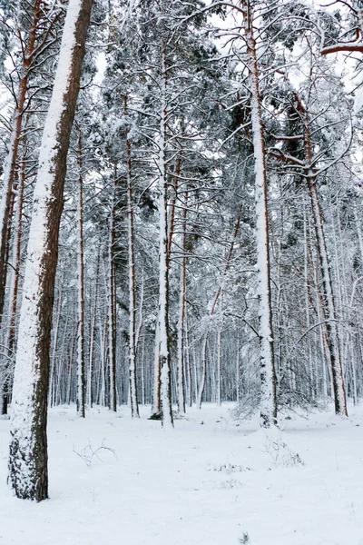 속에서 소나무 우크라이나 Shostka — 스톡 사진