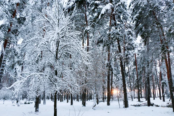 Sneeuw Bedekt Dennenbos Natuur Tijdens Een Sneeuwstorm Oekraïne Sumy Regio — Stockfoto