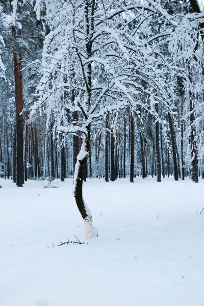 Zasněžené Borového Lesa Přírodě Během Sněhové Bouře Ukrajina Sumské Oblasti — Stock fotografie
