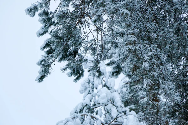 Sneeuw Bedekt Dennenbos Natuur Tijdens Een Sneeuwstorm Oekraïne Sumy Regio — Stockfoto