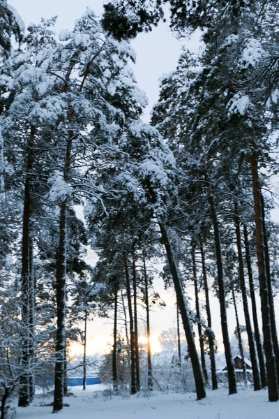 Pokryty Śniegiem Las Sosnowy Przyrodzie Podczas Burzy Śnieżnej Oświetlenie Zachód — Zdjęcie stockowe