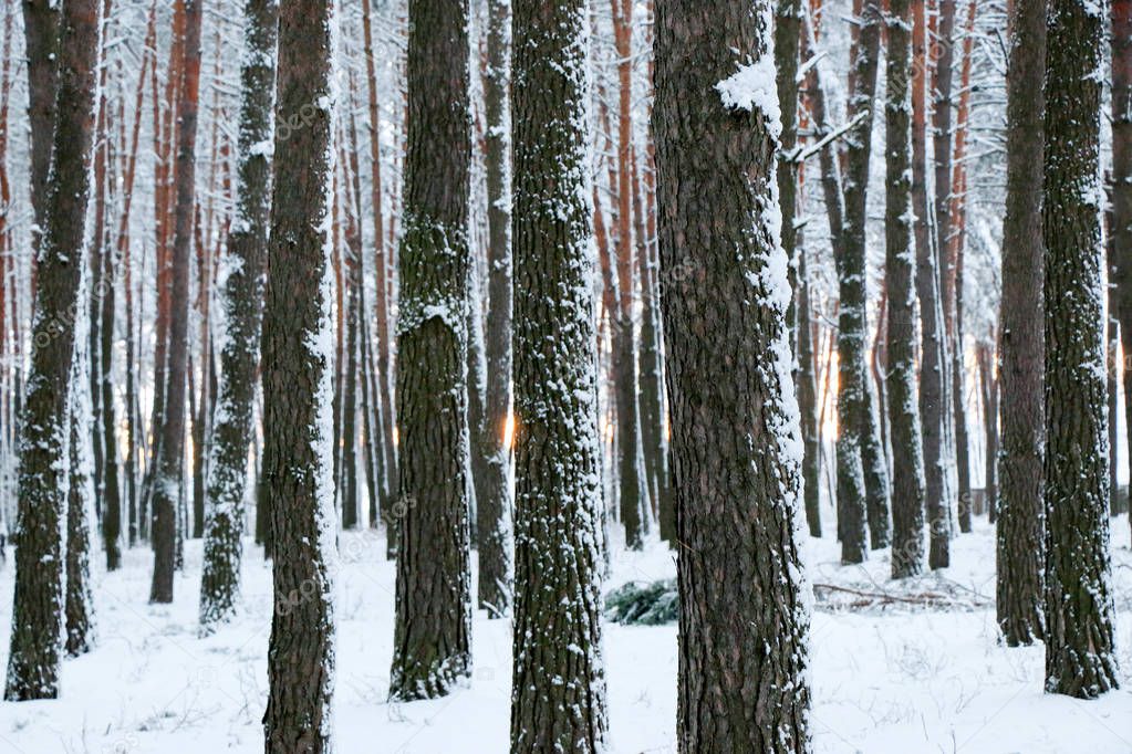 snow covered pine tree forest in nature during snow storm. Ukraine, Sumy region, Shostka