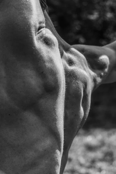 筋肉の男の黒と白の画像 運動体 ハンサムな男性的な筋肉の形 美しく強く柔軟な体 セクシーな魅力 — ストック写真