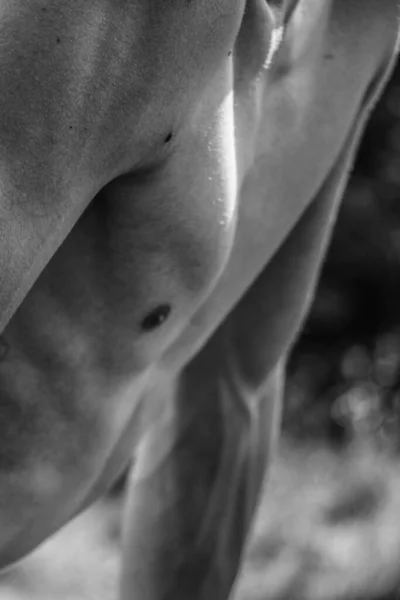 Torso Masculino Ombligo Pecho Hombros Primer Plano Imagen Blanco Negro — Foto de Stock