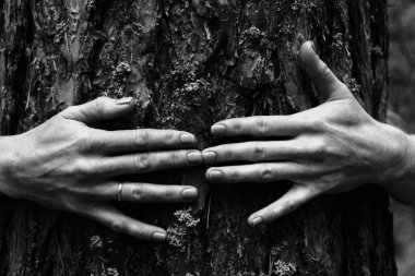 Güzel kadının zarif pozu elleri siyah beyaz fotoğraf, arka planda çam ağacı kabuğu doğal poz.