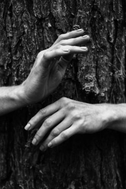 Güzel kadının zarif pozu elleri siyah beyaz fotoğraf, arka planda çam ağacı kabuğu doğal poz.