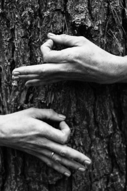 Güzel kadının zarif pozu elleri siyah beyaz fotoğraf, arka planda çam ağacı kabuğu doğal poz.