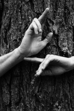 Güzel kadının zarif pozu elleri siyah beyaz fotoğraf, arka planda çam ağacı kabuğu doğal poz.