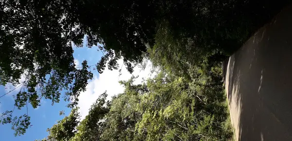 Carretera en intensa floresta soleada y verde. Recife, Brasil . — Foto de Stock