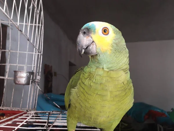 Yumuşak odak ile mutlu görünüyordu kafes oturan sevimli yeşil papağan. — Stok fotoğraf